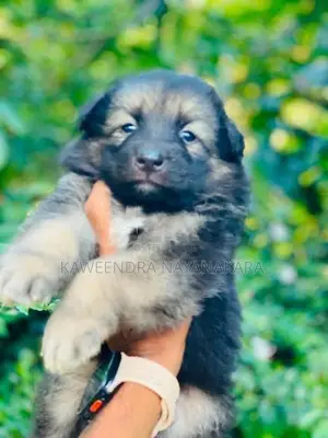 German shepherd