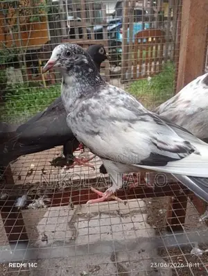 Pigeons
