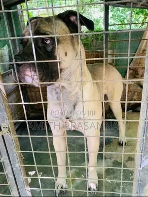 Bullmastiff Dog