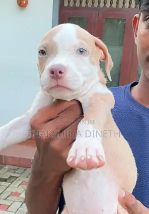 American Bully XL