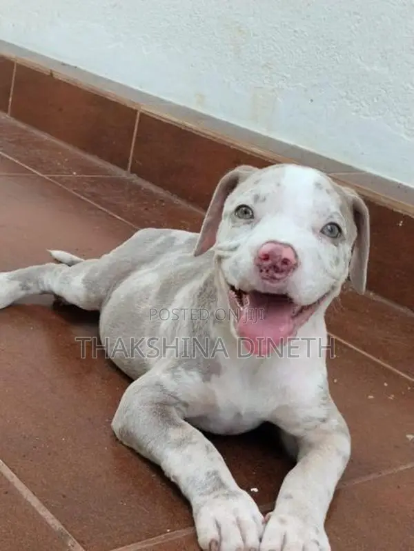American Bully XL