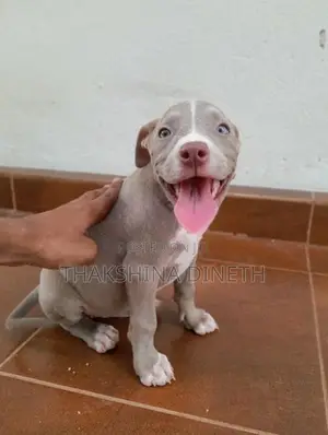 American Bully XL
