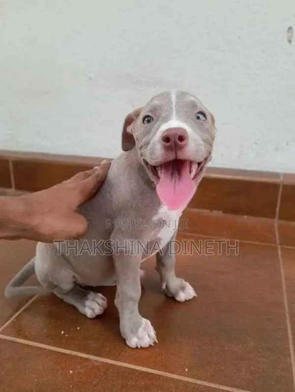 American Bully XL