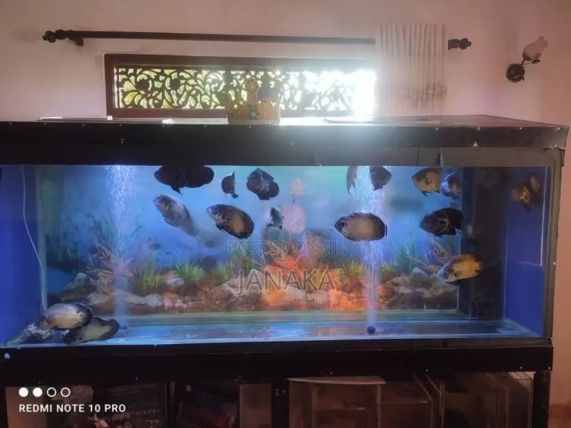 7 Feet Fully Glass Fish Tank