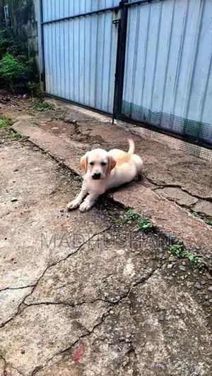 labrador