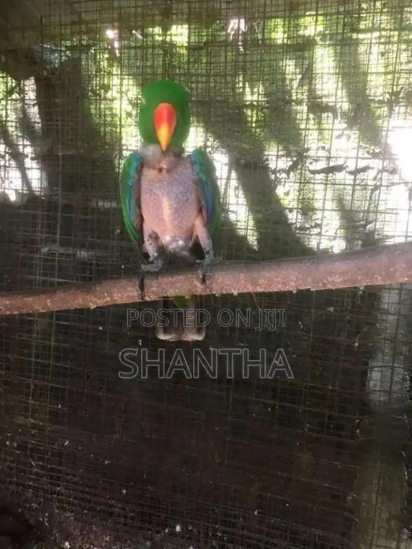 Eqlictus male bird