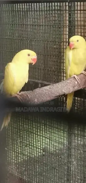 Yellow Pattots