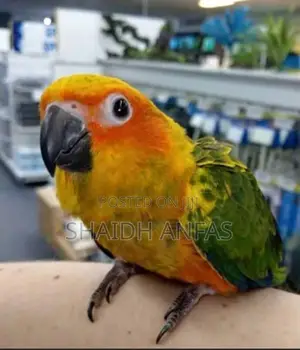 sun conure hand tamed