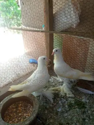 Pigeon