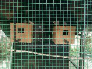 Jawa Birds