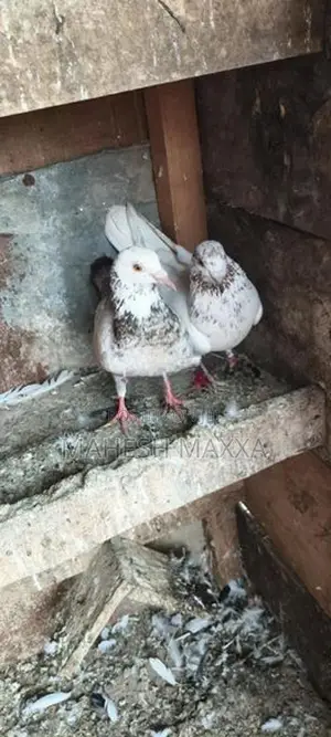 Pigeon