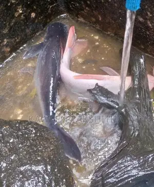 Cat Fish with Giant Gourami