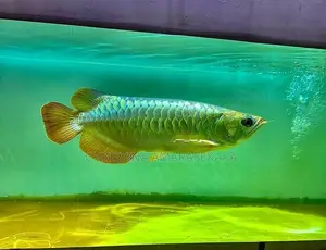 24k Golden Arrowana with Fish Tank Full Setup