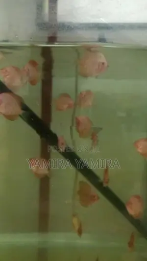 Discuss Baby Fish