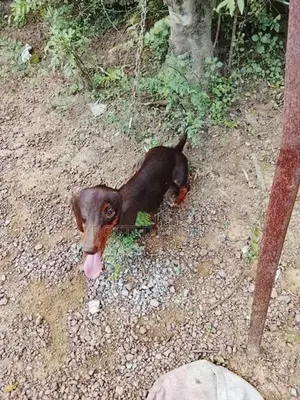 Dachshund Puppy