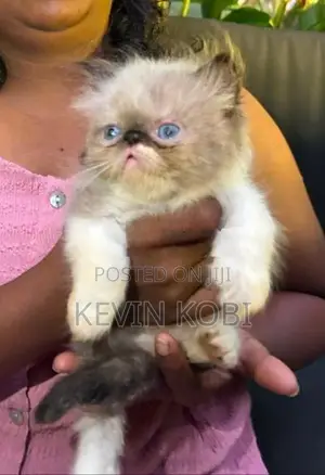 Persian Kitten