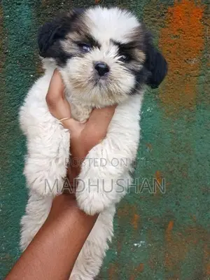 Shihtzu Puppy
