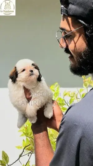 Shih Tzu Puppy