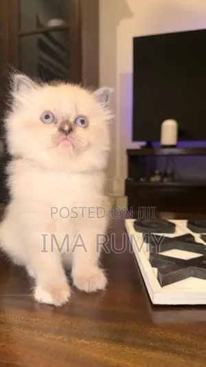 Persian Cats