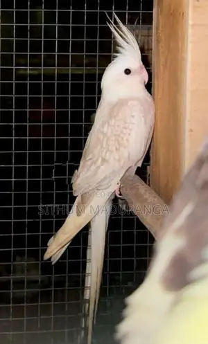 Male Cocktail Bird