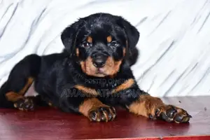 Rottweiler Puppies