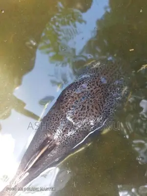 Red Tail Catfish