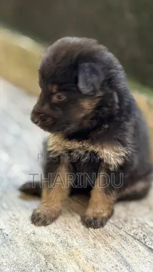 German Shepherd Puppies