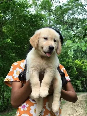 Golden Retriever Puppies