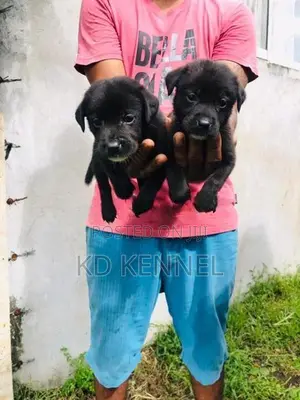 Labrador Puppy