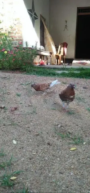 pigeon