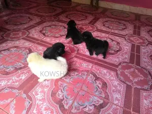 Pomeranians Puppies