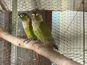 green cheeked conure