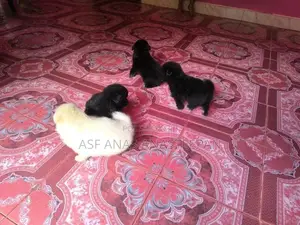Pomeranians Puppies