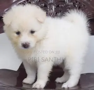 Lion pomeranian