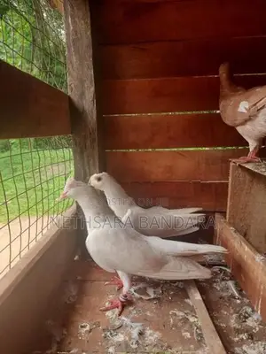 Pigeons
