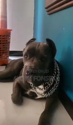 Cane Corso