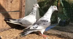 Pigeons