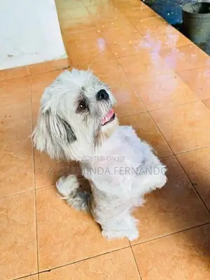 Shih Tzu Puppy