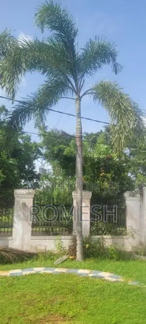 Ornamental Palm