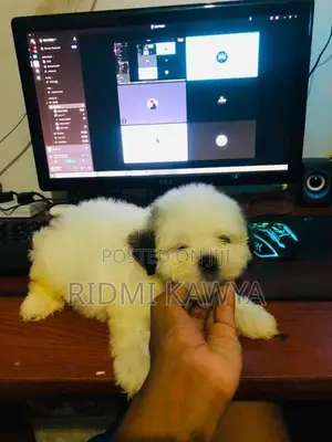Shih Tzu Puppies