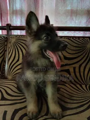 German Sheperd Puppies