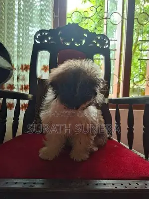 Shih Tzu Puppies