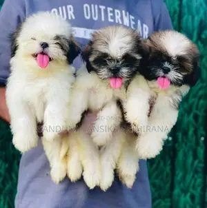 Shih Tzu Puppies
