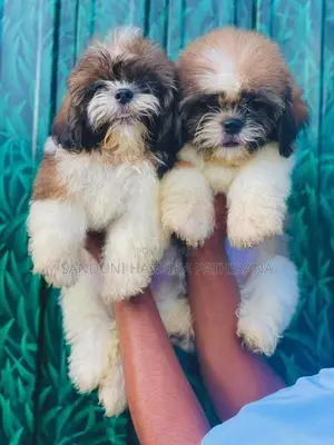 Shih Tzu Puppies