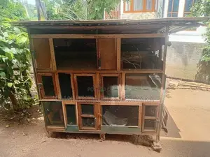 කුරුලු කුඩ