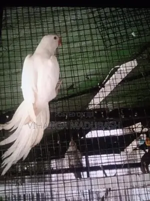 Ring Neck Birds
