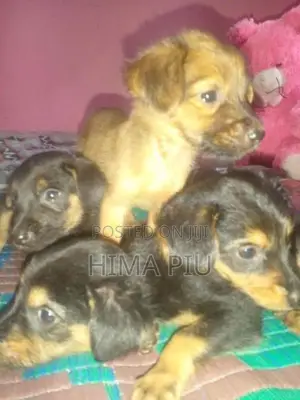 rotweler pupis