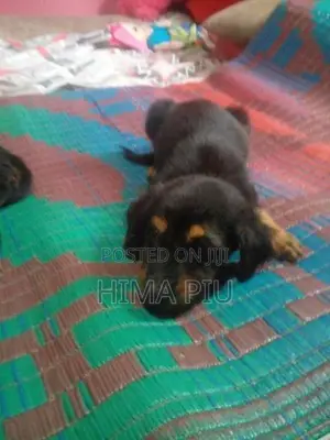 Rottweiler Puppies