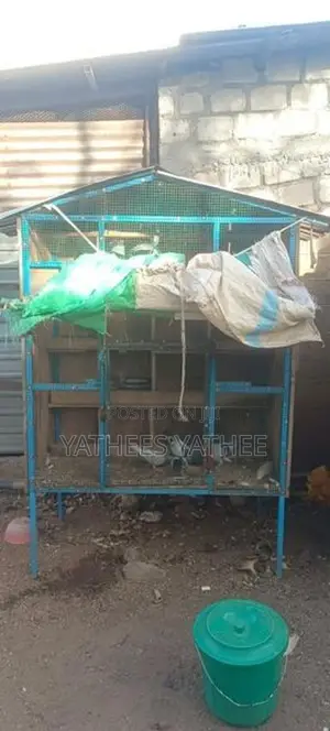 Bird Cages