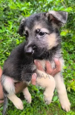German Shepherd